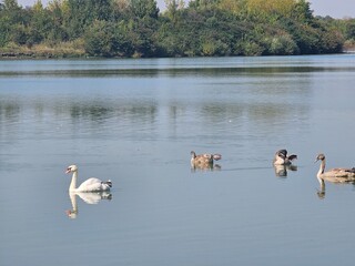 swans on the lake