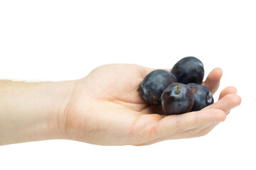 Male hand holding plums isolated on white background