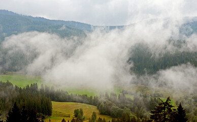 Schwarzwald im Nebel