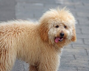 A cute Labradoodle with long hair