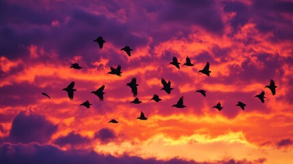 Detailed shot of a flock of birds flying in silhouette against a dramatic orange and purple sky at dusk