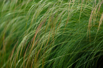 Feather grass ( Latin- Stipa ) is a genus of perennial monocotyledonous herbaceous plants from the family Poaceae