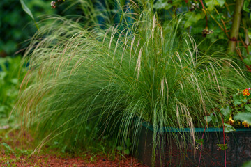 Feather grass ( Latin- Stipa ) is a genus of perennial monocotyledonous herbaceous plants from the family Poaceae