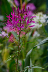 Cleome spinosa flower also called bunga Mamang besar, beautiful in garden. Close up photo