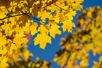 Close-up golden maple leaves on a tree branch with sunlight in the autumn. Natural background, shallow depth of field.