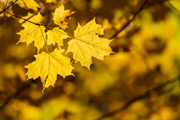 Close-up golden maple leaves on a tree branch with sunlight in the autumn. Natural background, shallow depth of field.