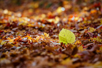Fallen autumn leaves with sunlight on the ground in the forest. Selective focus.