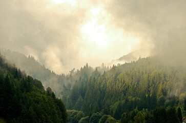 nebliger Schwarzwald
