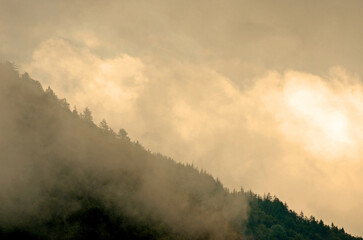 nebliger Schwarzwald