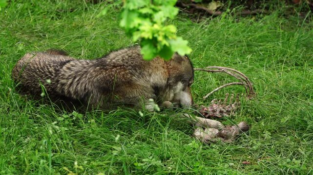 European wolve laying in grass and feeding on a carcass with ripgage bones and fury legs