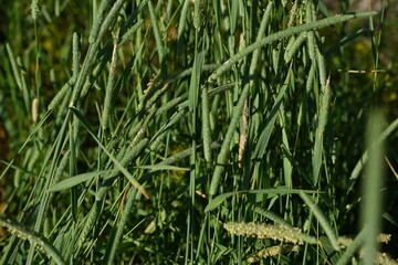 green grass leaves close-up, grass leaves as background, concept of sustainable development 