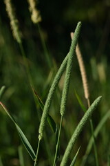 flower spikelets, close up of green grass leaves, close up of cereal flowering macro of grass leaves as background, concept of sustainable development 
