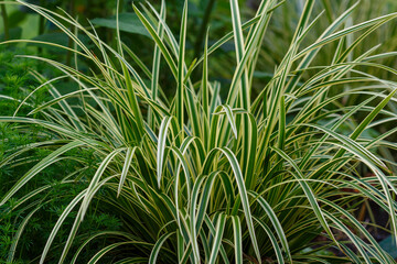 Garden decorated plant names Carex Morrowii , also known as Japanese Variegated Sedge Grass and Carex Ice Dance, is an evergreen sedge with sharp, long, green leaves with white edges