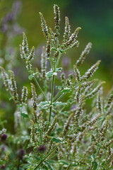 Green and white leaves of Pineapple mint (Mentha suaveolens Variegata) in summer garden