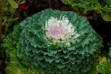 Brassica oleracea or acephala. Flowering decorative purple-pink cabbage plant close-up. Grow and...