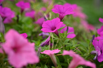 Obraz premium pink petunia flowers close-up, soft pink background from flowers 