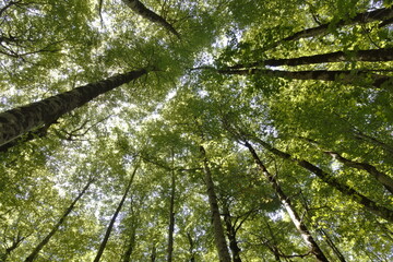 low angle shot of a beech forest in the pyrenees