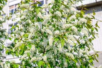 Branches of a blooming tree with white flowers in spring