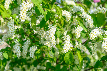 Branches of a blooming tree with white flowers in spring