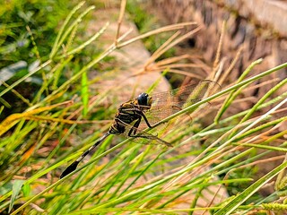 Dragonflies that land on weeds