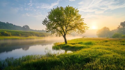Fototapeta premium A beautiful green tree in a meadow near a river at sunrise with misty fog in the background, capturing a serene nature landscape