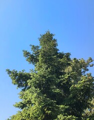 Obraz premium Norway spruce: a species of Spruces, its botanical name is Picea abies.