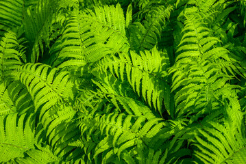 Green fern leaves close-up