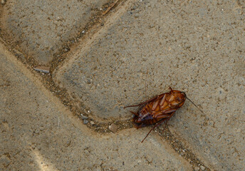 Death cockroach on the floor, pest control concept.