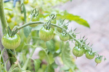 Green tomatoes in a greenhouse plantation