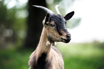 cute goat portrait outdoors in summer