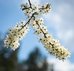 Branche of cherry with white blossoms on blue sky background.