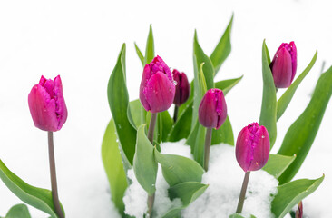 Tulips in a snow. Tulips fallen asleep by last snow of leaving winter