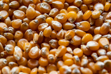 close-up of many dried corn kernels in a pile