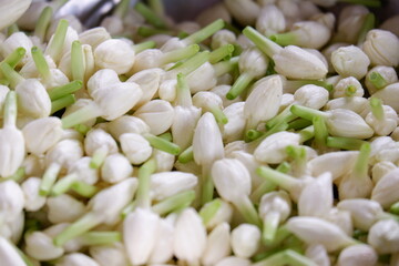 Fresh jasmine flowers for garlands.