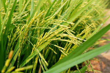 Rice stalks in the rice fields.