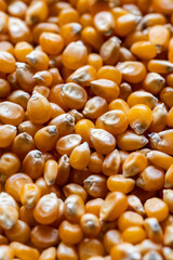 close-up of many dried corn kernels in a pile