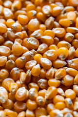 close-up of many dried corn kernels in a pile