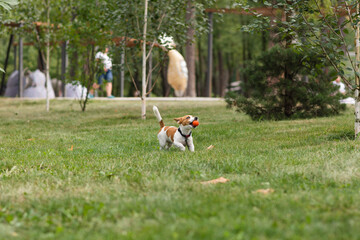 Happy Jack Russell Terrier puppy holding ball in mouth playing in park on a sunny day. Jack Russell Terrier dog running and playing outdoors. Happy pets life