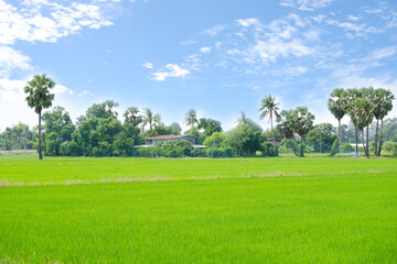 View of green rice fields and sky.