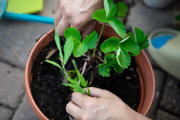 Young man taking care of plants in the garden	
