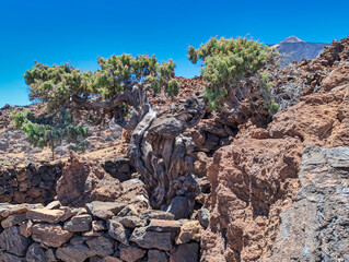 Ancient cedar known as El Patriarca, Teide National Park, Tenerife, Spain