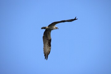 osprey flying in the sky