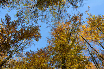 Obraz premium Bottom view of trees with yellow leaves in forest against blue sky. Bright colors of autumn. Natural landscape