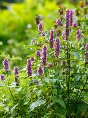 Agastache rugosa , or Tibetan hyssop , or Korean mint ( Latin- Agastache rugosa ) is a species of...