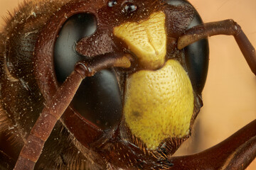 retrato en primer plano de cabeza de avispa en macro extremo