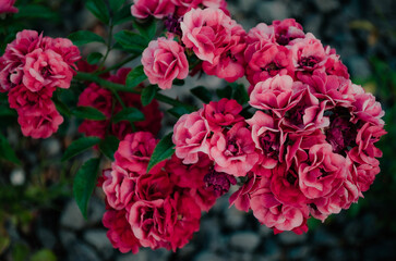 A red flower plant with a gray background