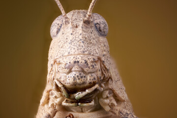 saltamontes retrato de la cabeza en macro extremo 
