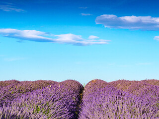 Lavender fields in Provence France