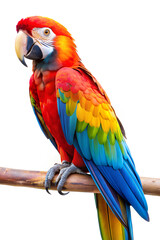 Naklejka premium Colorful macaw perched, isolated on white background, Clipping path