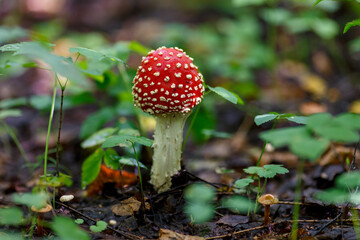 Amanita is a genus of mycorrhizal lamellar mushrooms of the family Amanitaceae